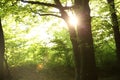 Sun shining through tree crown in forest Royalty Free Stock Photo