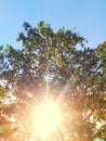 The sun shining through a tree on a green meadow Royalty Free Stock Photo