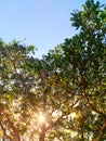 The sun shining through a tree on a green meadow Royalty Free Stock Photo
