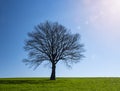 The sun shining and tree on a green meadow a vibrant rural landscape with blue sky Royalty Free Stock Photo