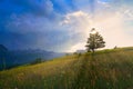 The sun shining through a tree on a green meadow, a vibrant rural landscape with blue sky before sunset Royalty Free Stock Photo