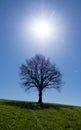 The sun shining and tree on a green meadow a vibrant rural landscape Royalty Free Stock Photo