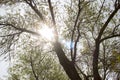 Sun shining through a tree