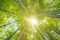 Sun shining through tree tops in bamboo forest.