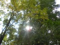 Sun shining through trees Royalty Free Stock Photo