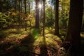 the sun shining through the trees, casting a warm glow on the forest floor