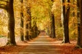 Sun shining through the trees in a forest with fallen leaves on a path during Autumn Royalty Free Stock Photo