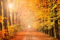 Autumn forest path color sunshine