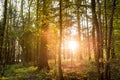 Sun shining through trees in a forest Royalty Free Stock Photo