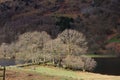 Sun Shining on Trees, Grasmere Lake, Lake District, Cumbria, England, UK Royalty Free Stock Photo