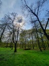 A sun shining through the trees in the park