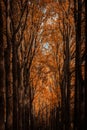 Sun shining through the trees Royalty Free Stock Photo