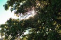 Sun Shining Through The Treebranches In The Swedish Djurgarden Royalty Free Stock Photo