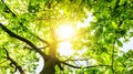 Sun shining through treetops . Royalty Free Stock Photo