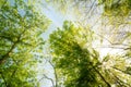 Sun shining through treetops Royalty Free Stock Photo