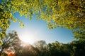 Sun Shining Under Spring Canopy Of Tree. Deciduous Forest, Summer Royalty Free Stock Photo