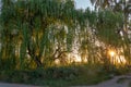 Sun shining through willows Royalty Free Stock Photo