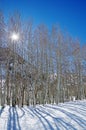 Sun Shining Through Winter Aspen Branches Royalty Free Stock Photo