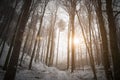 Sun shining in winter misty forest Royalty Free Stock Photo