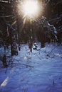 Sun shining in winter wood covered by snow, back light Royalty Free Stock Photo