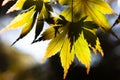 Sun shining through yellow green maple leafs.