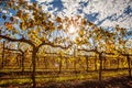 Sun shining through yellow leafs on grape vines.