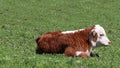 Sun shinng on tiny white and rust Hereford baby in meadow