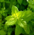 Sun is shinning on a lemon balm plant on a bright day. Common balm plant.