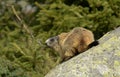 Sun shone Groundhog sitting on a Rock