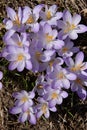 Sun shower of purple crocus