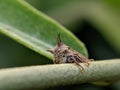 Membracidae insect on leaf Treehoppers Insect Royalty Free Stock Photo
