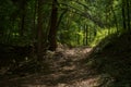 A sun-speckled forest path in a deep dark woods