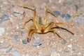 Sun spider portrait closeup , Solifugae Royalty Free Stock Photo