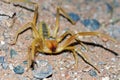 Sun spider portrait closeup , Solifugae Royalty Free Stock Photo