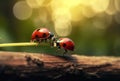 ladybug spring beetle summer animal insect macro nature leaf red. Generative AI.