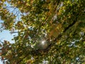 Sun star filtering through the leaves of a tree in autumn Royalty Free Stock Photo