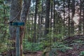 Blank Sign in Forest With Sun Star Royalty Free Stock Photo