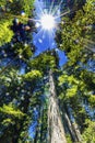 Sun Star Rays Tall Trees Towering Redwoods National Park California