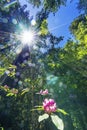 Sun Star Rays Tall Trees Towering Redwoods Pink Rhododendron National Park California