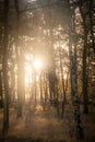 sun star shining in the Woods autumn forest trees. nature green wood sunlight backgrounds Royalty Free Stock Photo