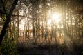 sun star shining in the Woods autumn forest trees. nature green wood sunlight backgrounds Royalty Free Stock Photo