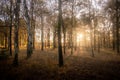 sun star shining in the Woods autumn forest trees. nature green wood sunlight backgrounds Royalty Free Stock Photo