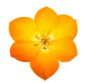 Sun Star on white background (lat. Ornithogalum Dubium)