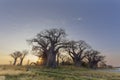 Sun starburst at Baines Baobabs