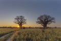 Sun starburst at sunrise at Baines Baobab campsite Royalty Free Stock Photo