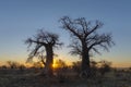 Sun starburst sunrise at baobab trees Royalty Free Stock Photo