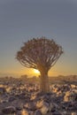 Sun starburst at sunrise behind a quiver tree Royalty Free Stock Photo