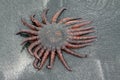 Sun Starfish Arms Moving on an Oregon Beach