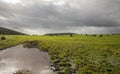 Sun on stormy day over field of cows