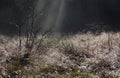 The sun streams through the mist to illuminate a dew covered rose bush